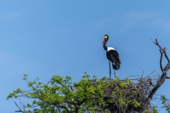 Botswana-2023032