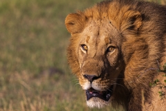 Botswana-2023045