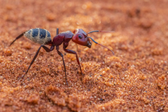 Namibia-2022062