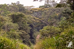 Weg durch den Regenwald
