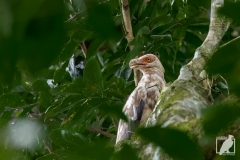 Palmgeier
