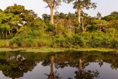 Vegetation am Lango-Fluß