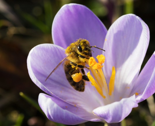 Krokus mit Honigbiene | Deutschland