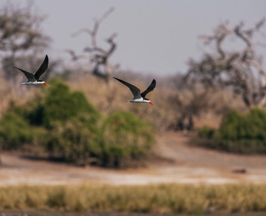Braunmantel-Scherenschnäbel | Botswana