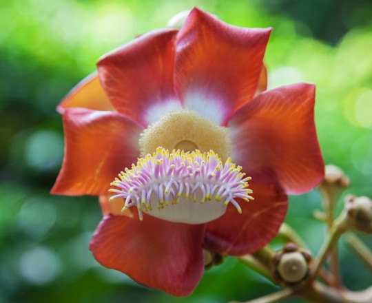 Kanonenkugelbaum-Blüte | Seychellen