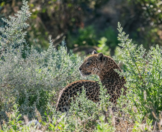 Leopardin | Botswana