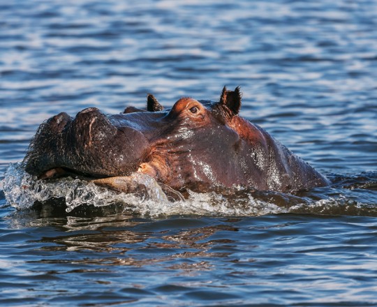 Flusspferd | Botswana