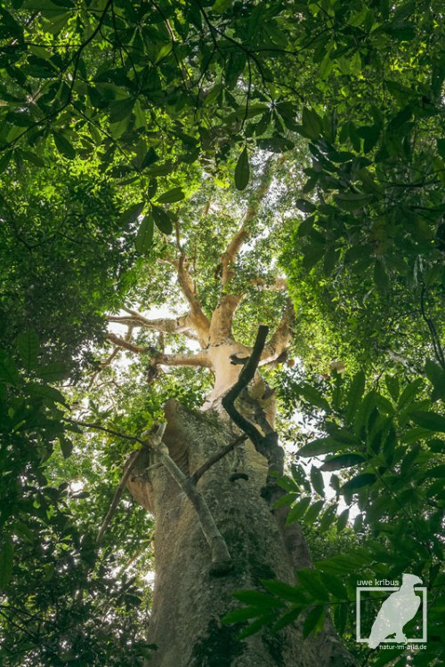 kribus_pflanzen_baum – Uwe Kribus Natur im Bild Naturfotografie