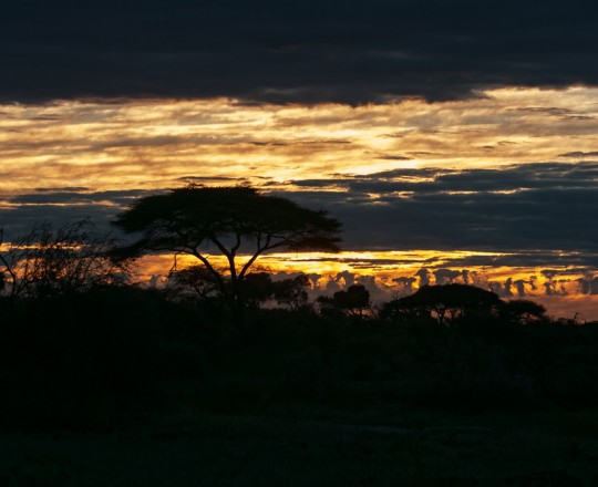 Abendstimmung | Botswana