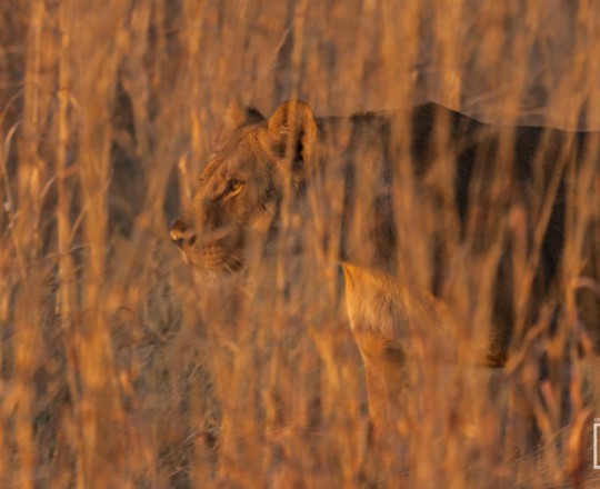 Löwin | Botswana