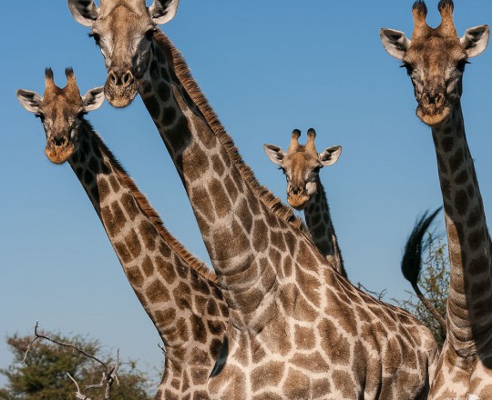 Giraffengruppe | Botswana