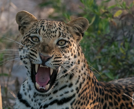 Leopard | Botswana