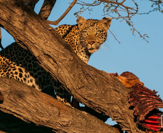 Leopard | Botswana