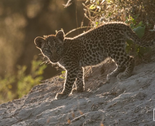 Leopardenkind | Botswana