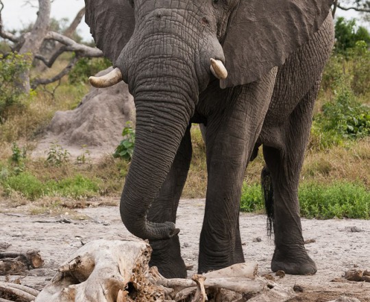 Afrikanischer Elefant | Botswana