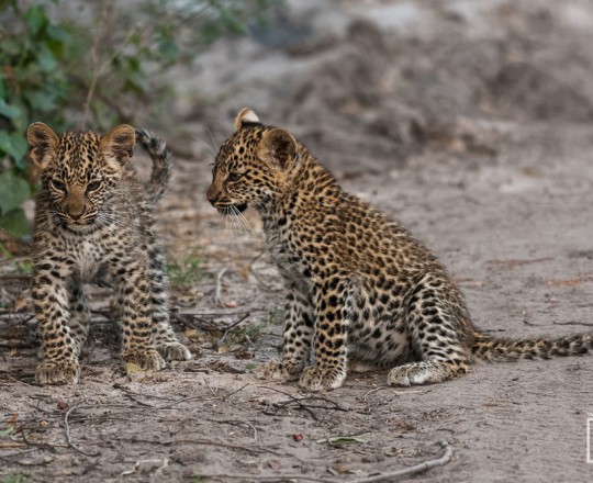 Leopardenkinder | Botswana