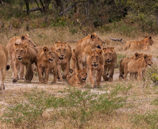 Löwenrudel | Botswana