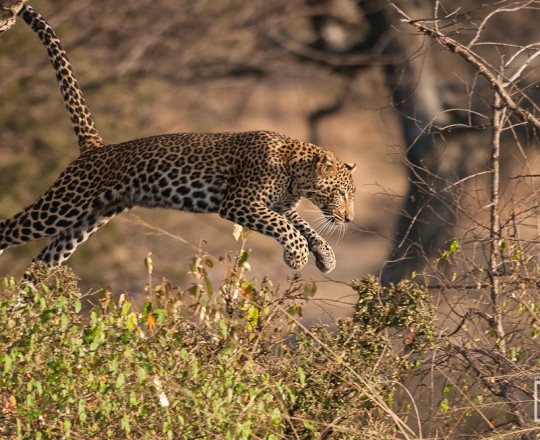 Leopard | Tanzania