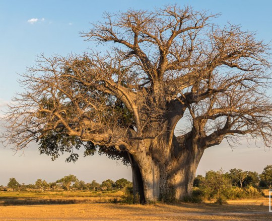 Baobab | Tanzania