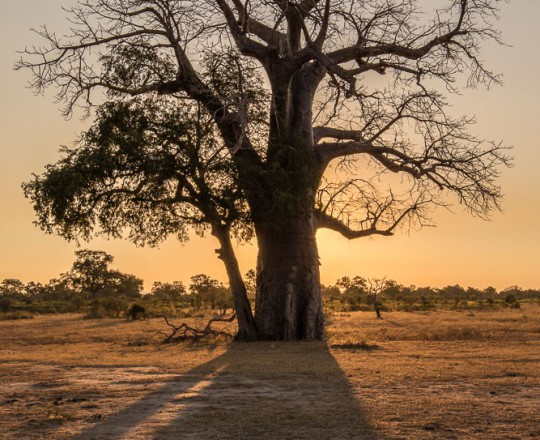 Baobab | Tanzania