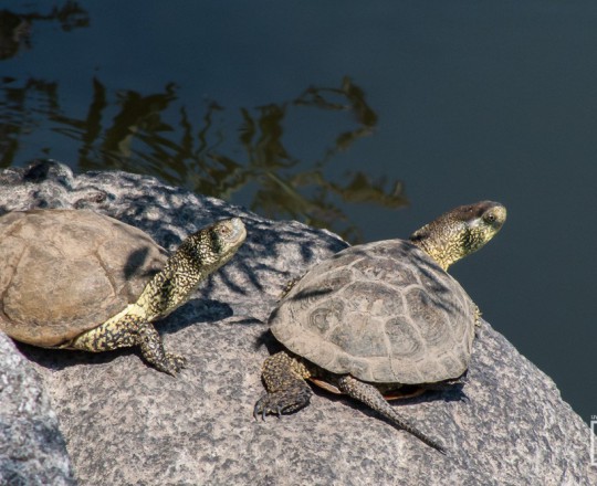 Europäische Sumpfschildkröten | Griechenland