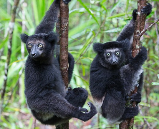 Indris | Madagaskar