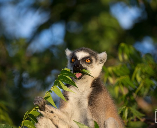 Katta | Madagaskar