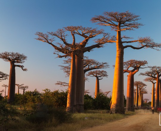 Sonnenuntergang Baobaballee | Madagaskar
