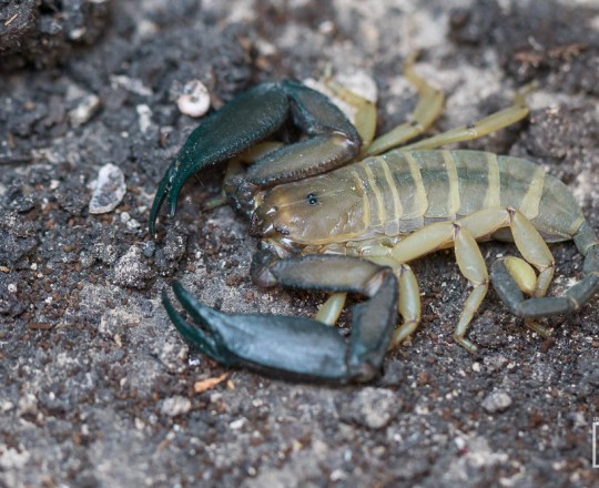 Skorpion | Madagaskar