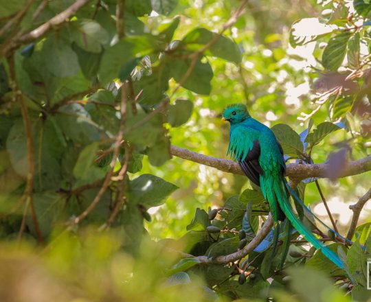 Quetzal | Costa Rica