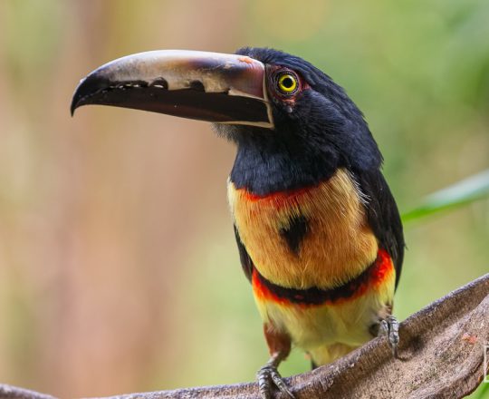 Halsbandarassari | Costa Rica