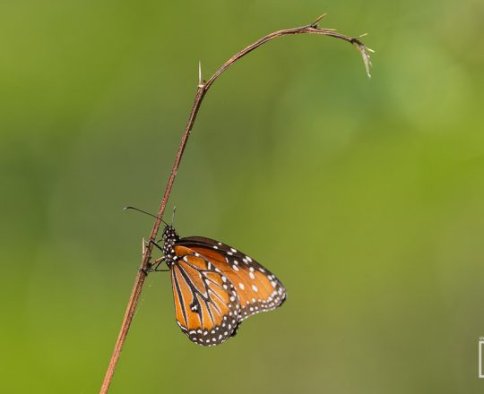 Monarchfalter | Costa Rica