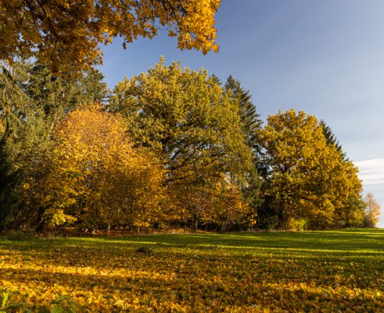Herbstlicher Waldrand | Deutschland